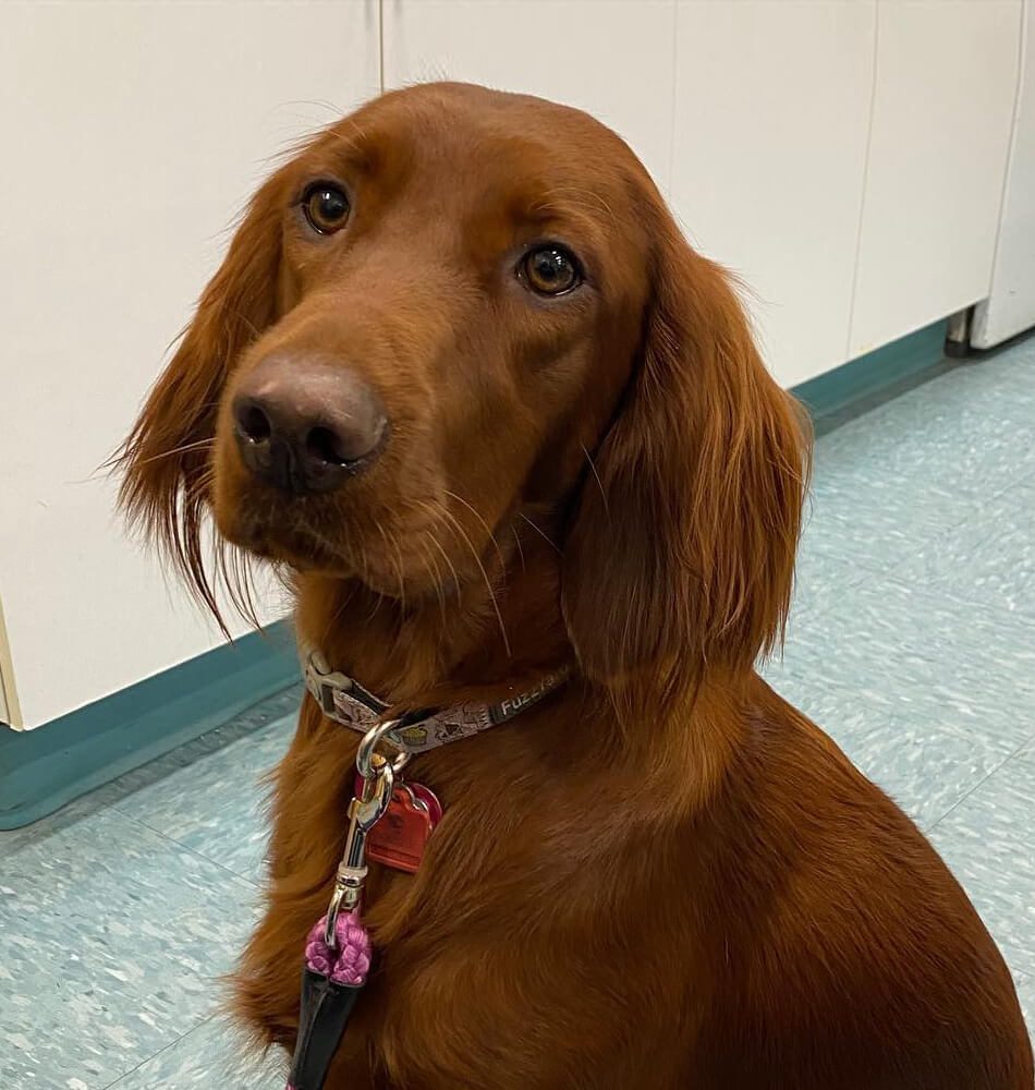 Brown Dog With Pink Leash