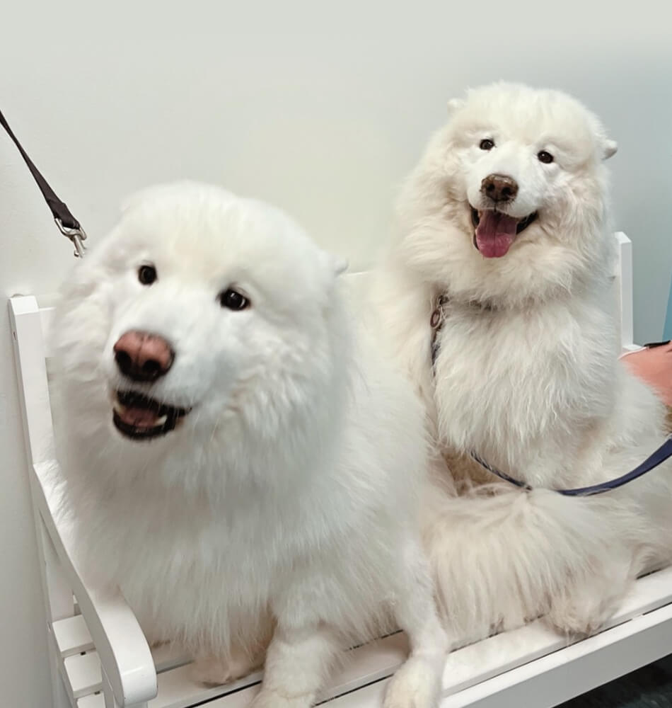 Happy Dogs Sitting On Bench