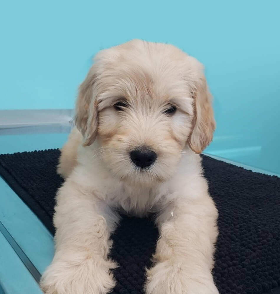 Puppy On Rug