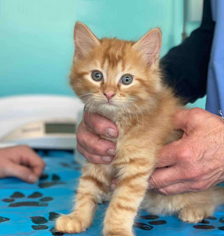 Small Kitten Sitting On Exam Table