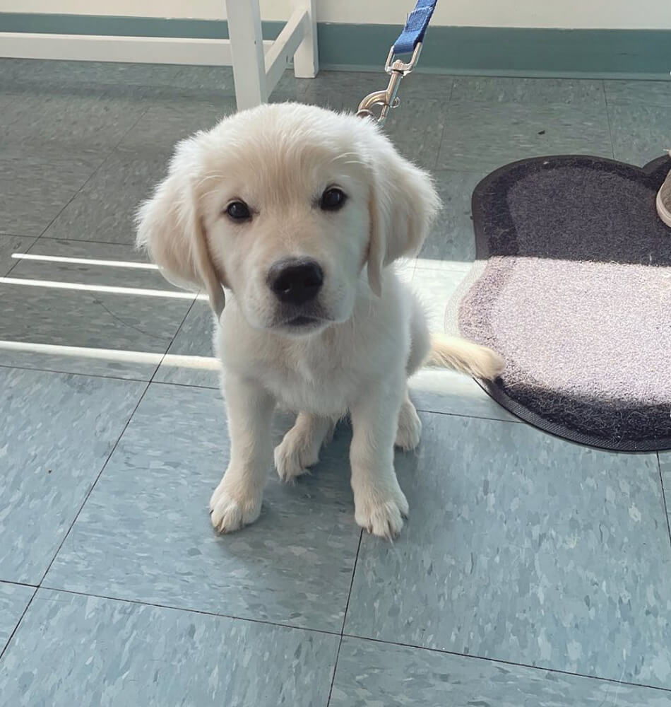 White Puppy Sitting On Floor