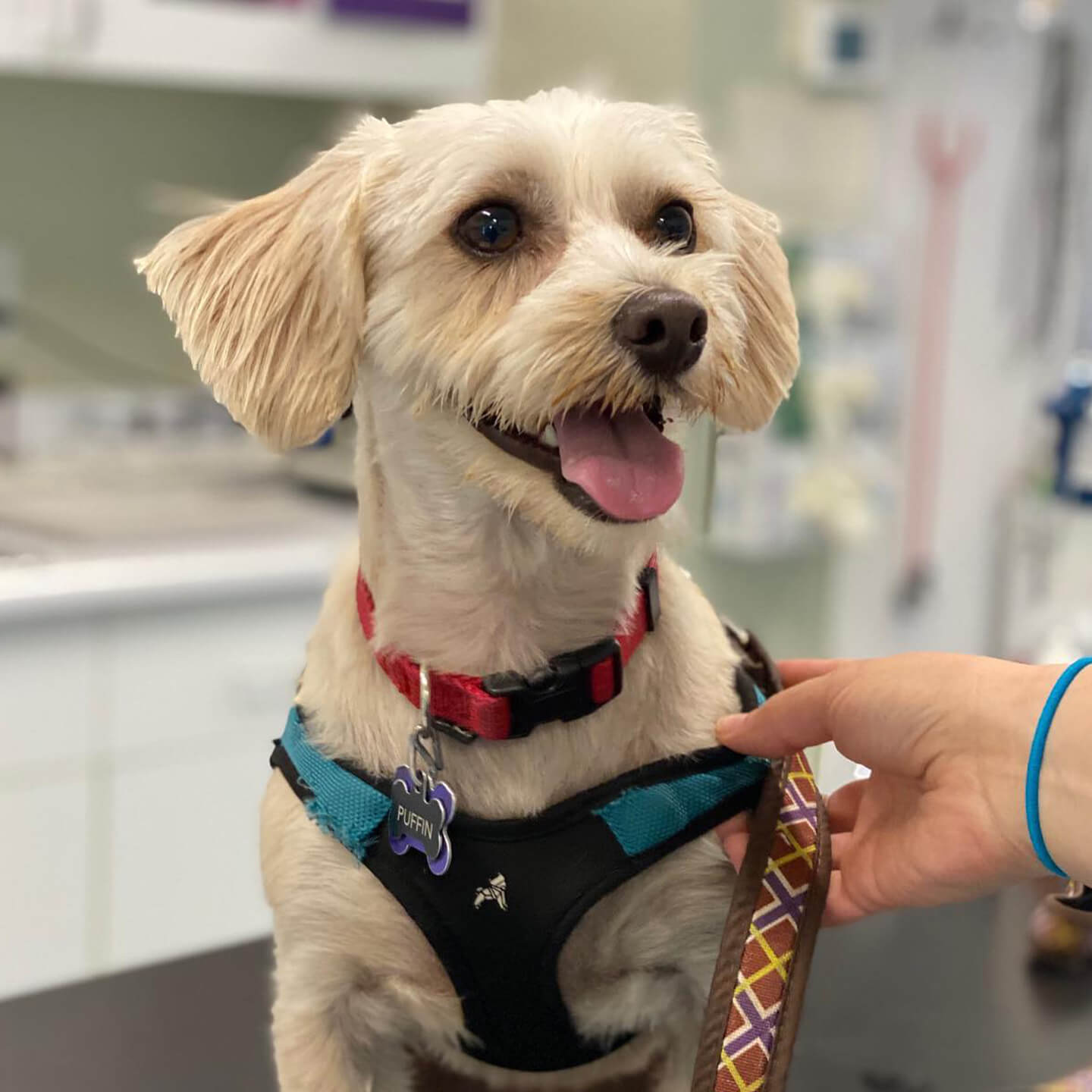 Managing Cat & Dog Allergies in Millis, MA