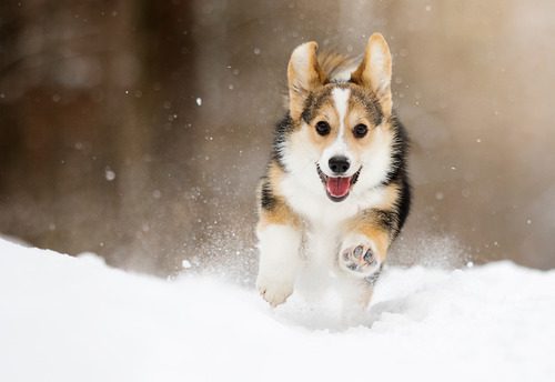 welsh-corgi-pembroke-puppy-running-in-the-snow