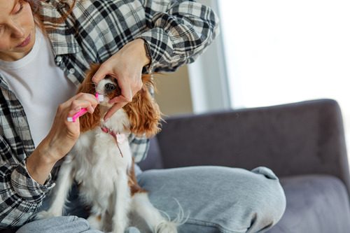 female-owner-sitting-on-couch-with-dog-in-her-lap-trying-to-brush-its-teeth