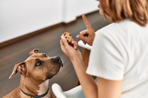 dog-watching-owner-holding-chocolate-chip-cookie-in-her-hand