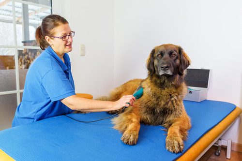 vet-performing-laser-therapy-on-dog-in-clinic