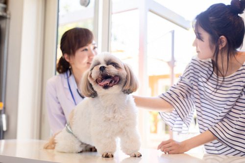 female-vet-talking-with-female-owner-with-dog-sitting-on-exam-table-at-clinic