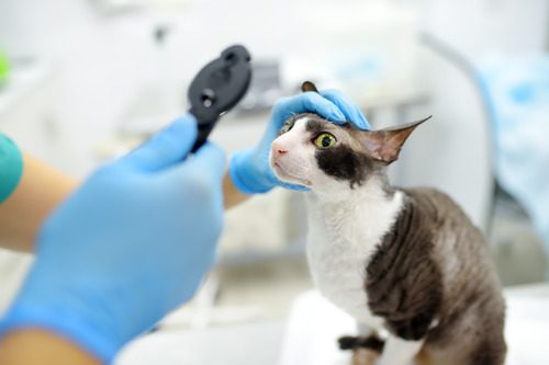 vet examining cat's eye at clinic