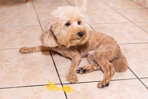 dog laying by puddle of yellow vomit