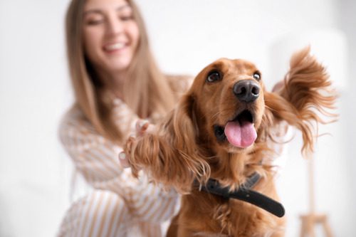 young woman petting cocker spaniel dog's ears