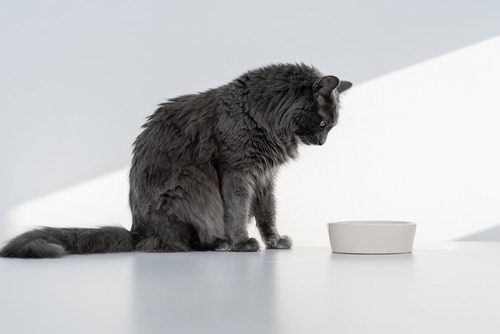 gray cat looking at their food bowl