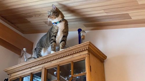 cat standing on top of a kitchen cabinet