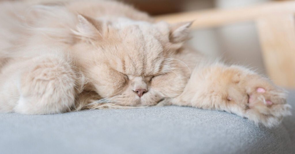 lethargic cat laying on a chair