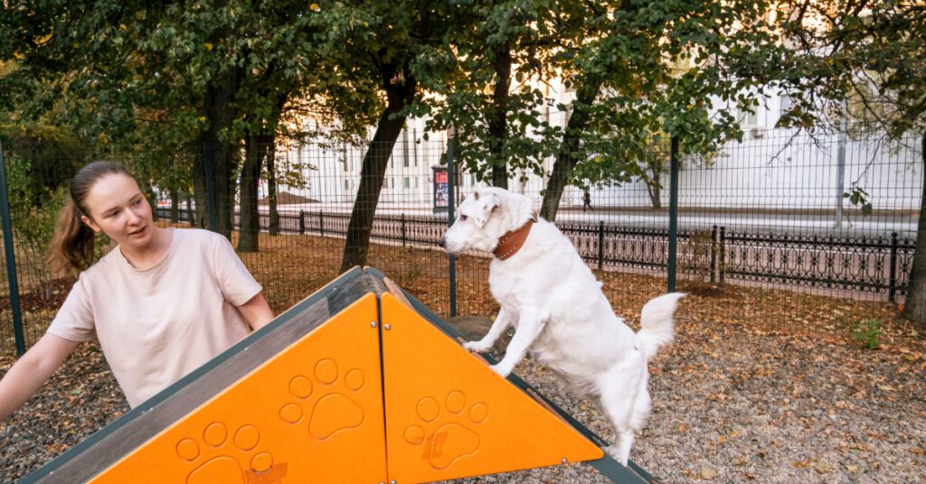 small dog climbing an obstacle at the dog park