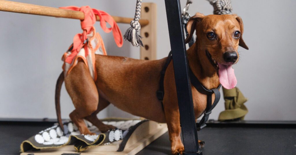 dachshund dog with hind leg weakness doing treadmill rehabilitation therapy