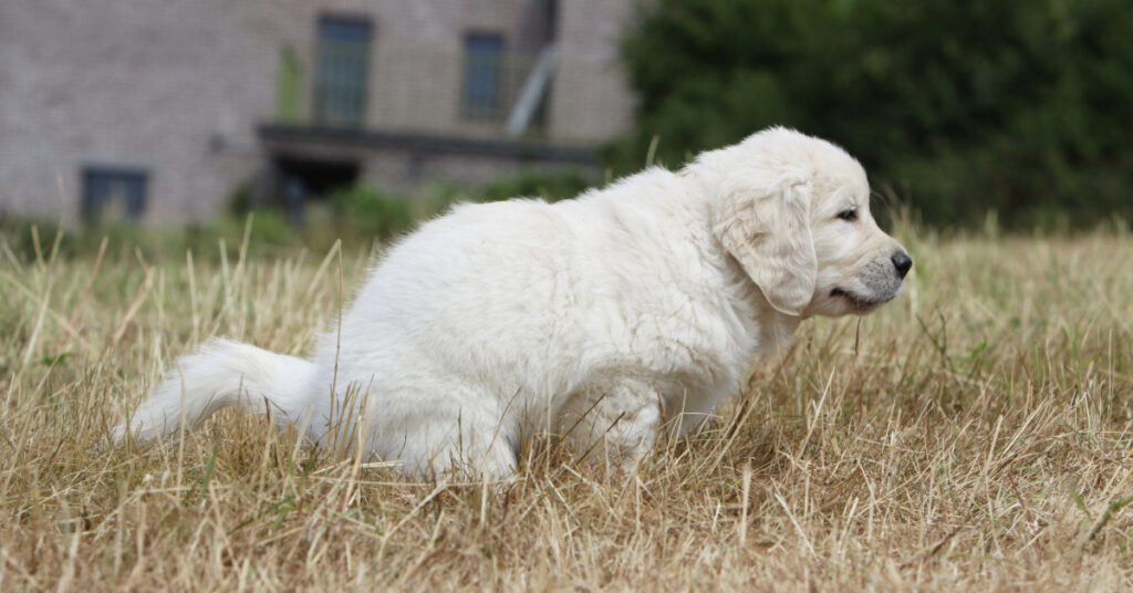 golden retriever puppy defecating in the tall grass