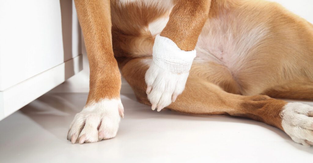 close up of dog with bandaged paw limping
