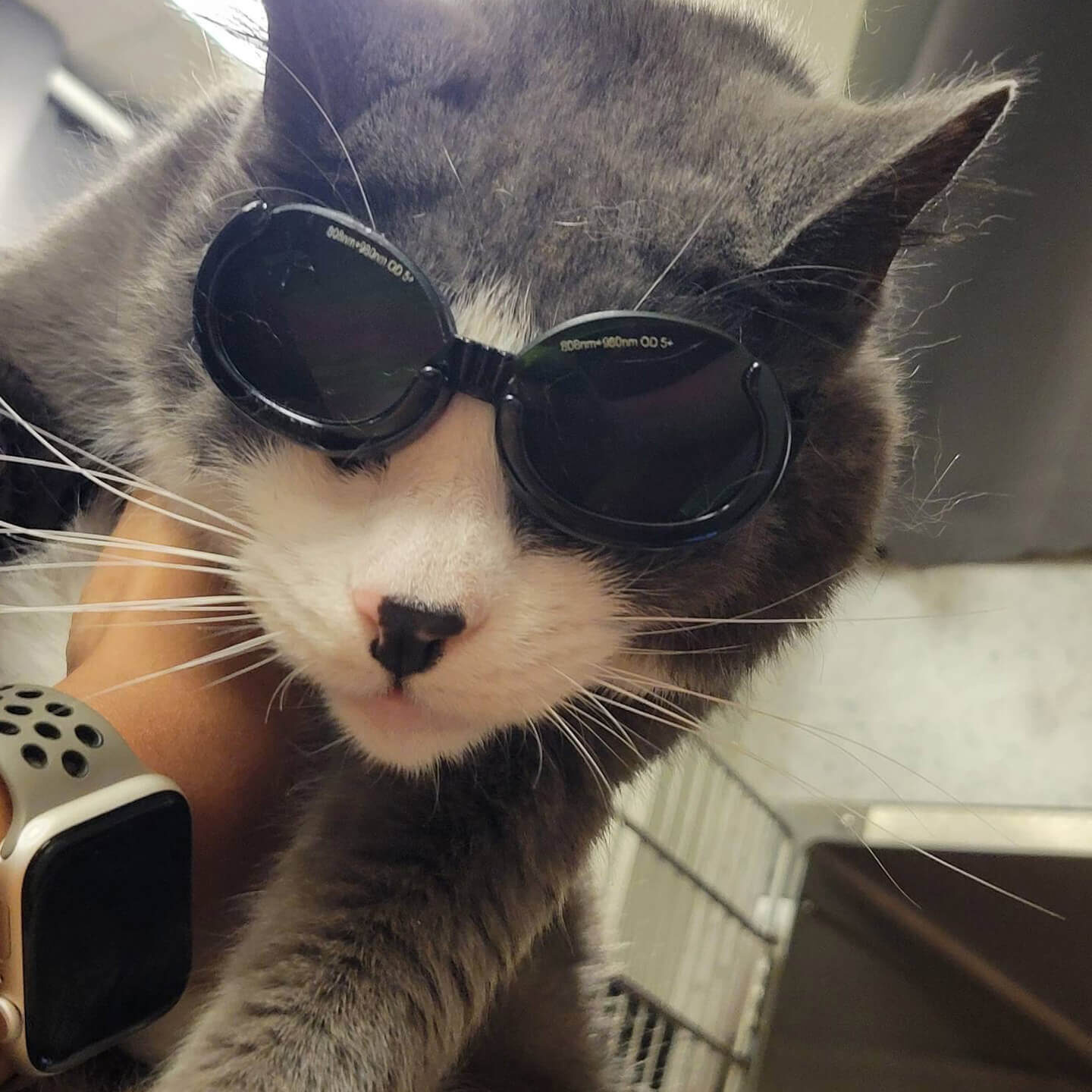 Cat In Glasses