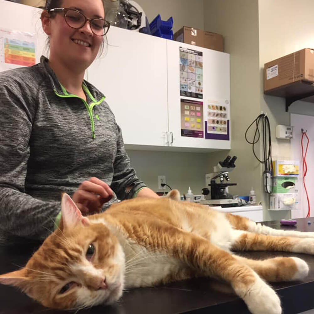 Cat Laying On Table