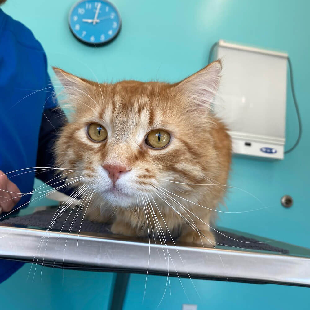 Cat On Medical Table