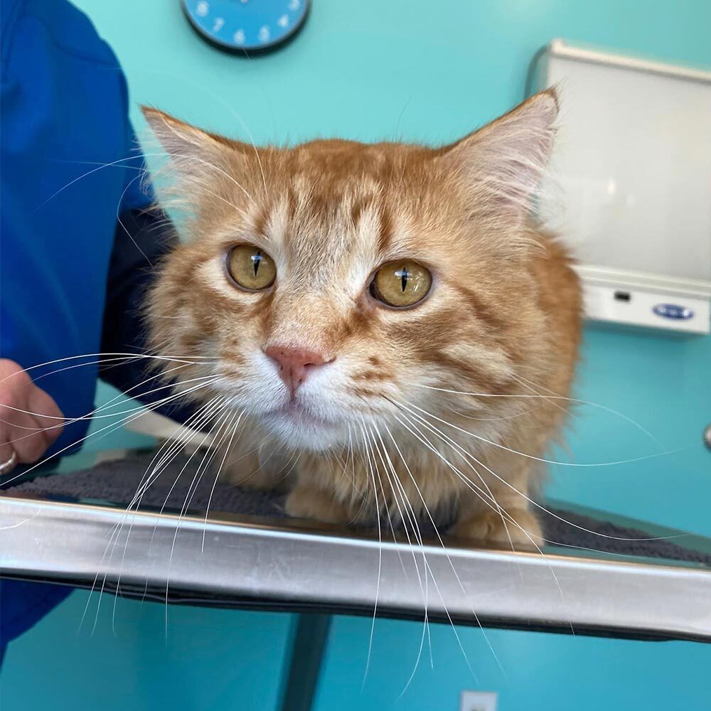 Close Up Of Orange Cat On Exam Table