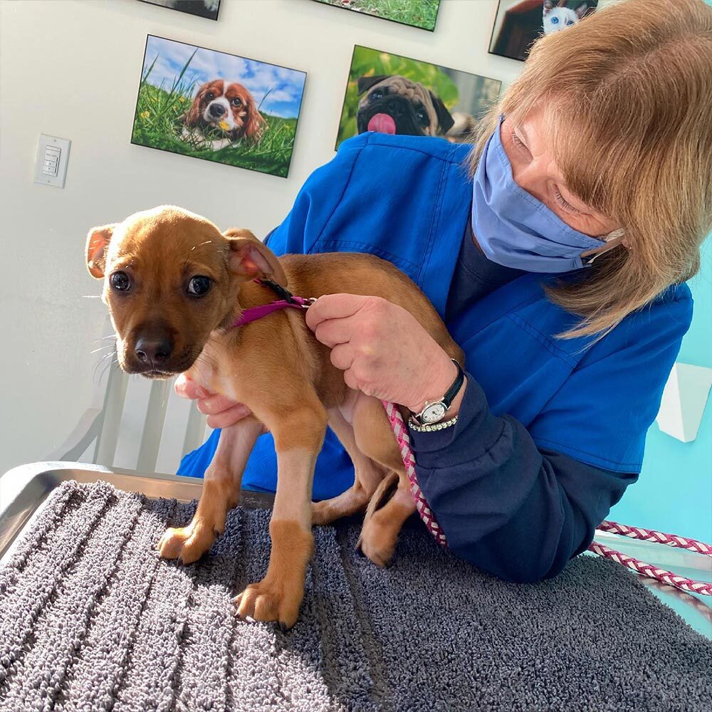 Doctor Examining Small Puppy On Leash