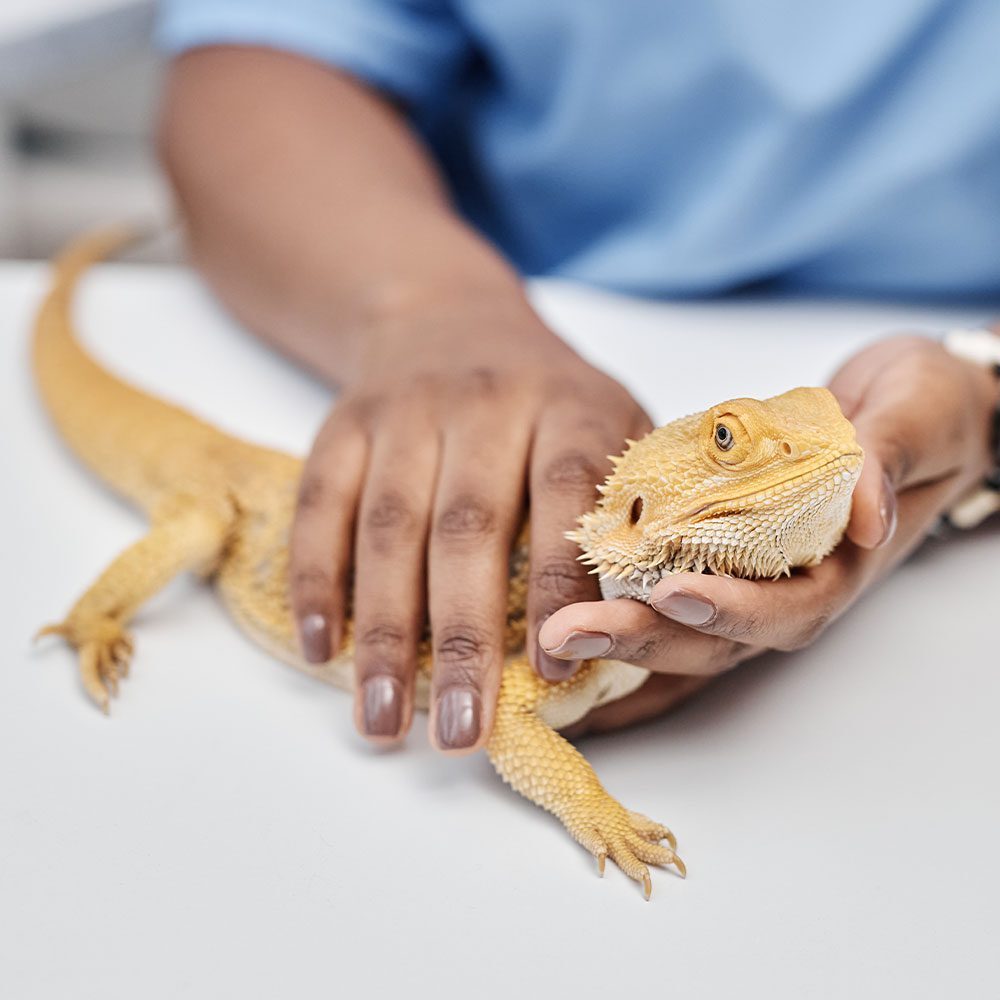 close up of veterinarian petting bearded dragon on exam table