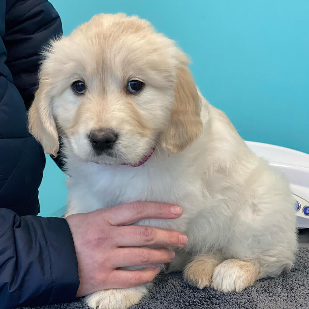 Fluffy Puppy Sitting