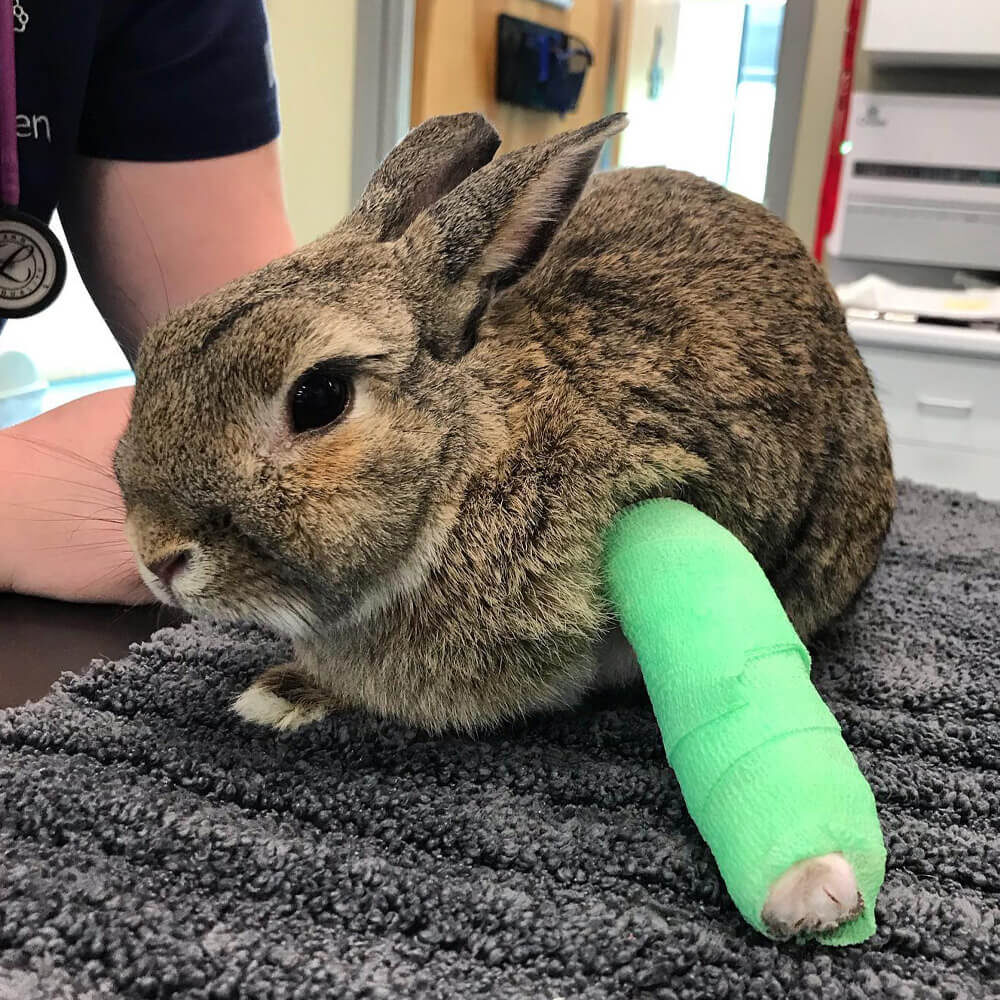 Rabbit In Cast