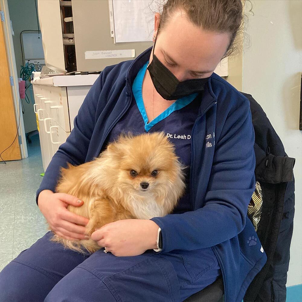 Staff Member Holding Small Dog In Lap