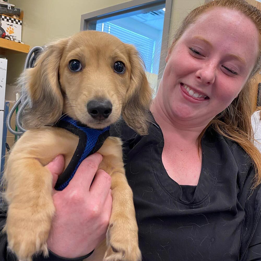 Staff Member Smiling And Holding Small Golden Retriever Puppy