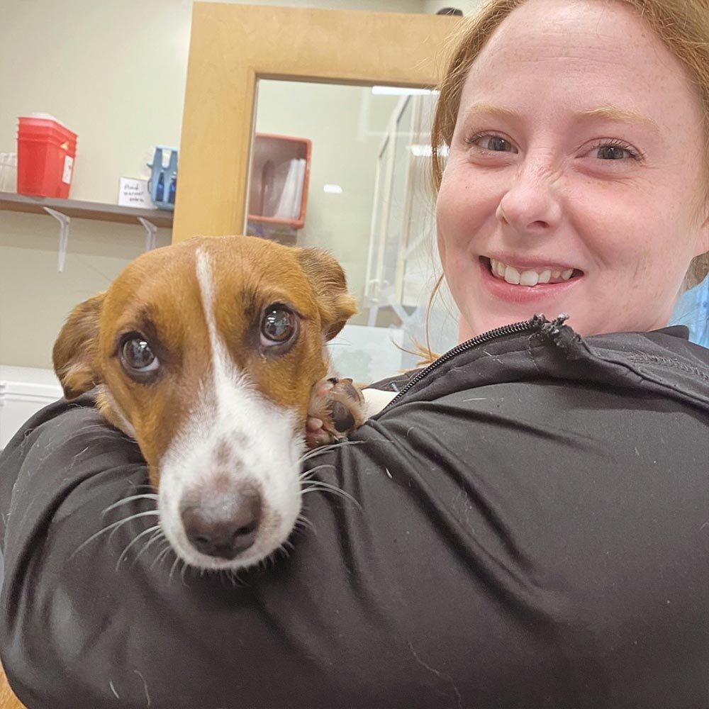 Vet Tech Holding Basset Hound