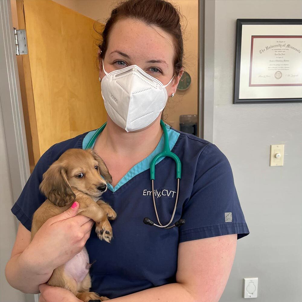 Vet Tech Holding Small Dachshund Puppy