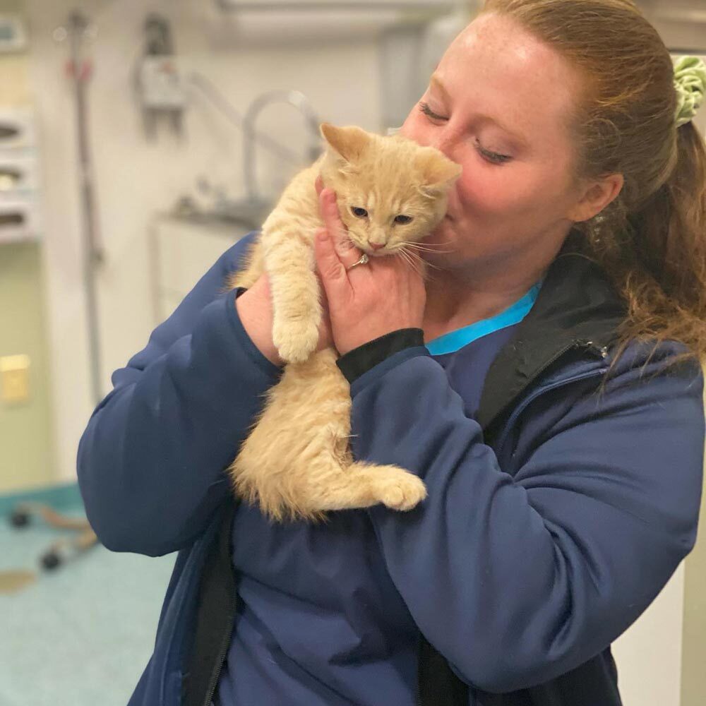 Vet Tech Kissing Orange Kitten