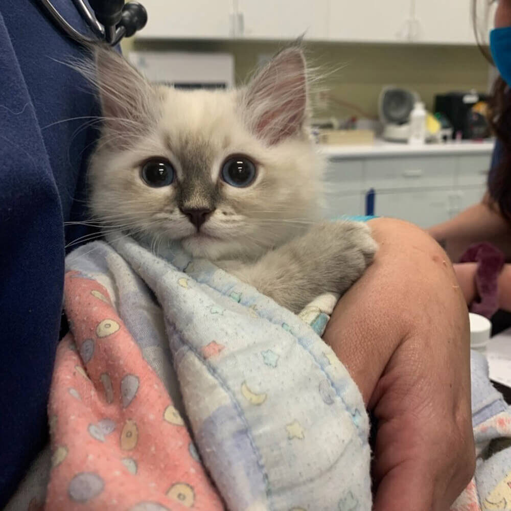 White Kitten In Blanket